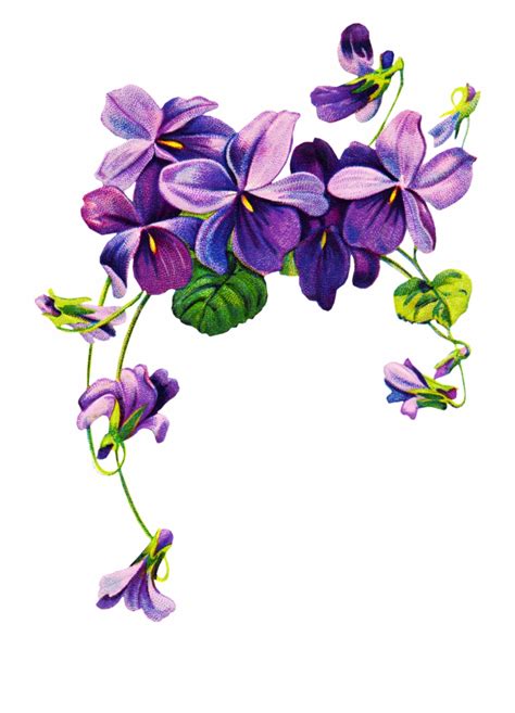 Free Purple Flower Border Png, Download Free Purple Flower Border Png ...