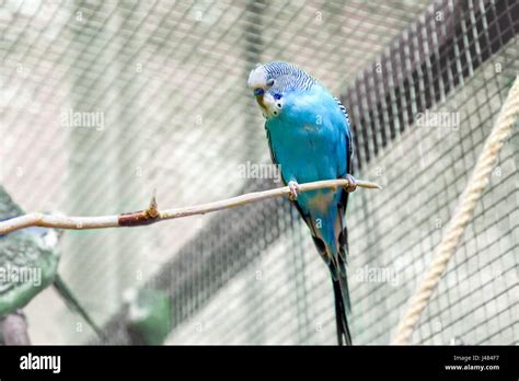 image animal small budgie sleeping on a branch Stock Photo - Alamy