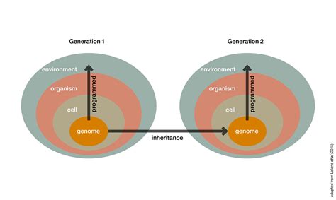 About the EES – Extended Evolutionary Synthesis