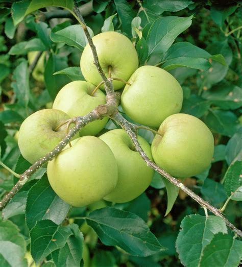 Apple tree 'Golden Delicious' 'Apple 'Golden Delicious'' | Apple, Golden delicious apple, Apple ...