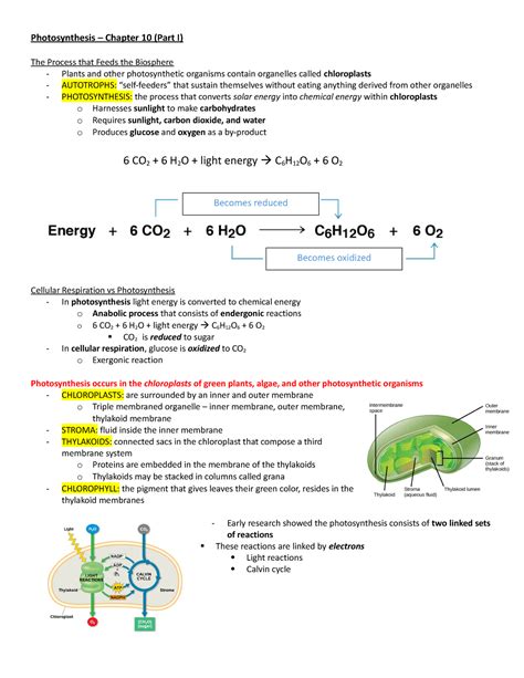 Photosynthesis - Part 1 - Photosynthesis – Chapter 10 (Part I) The Process that Feeds the ...