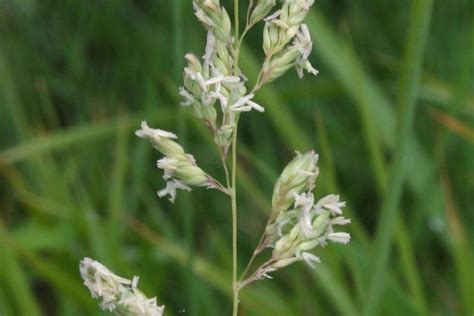 Phalaris arundinacea