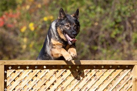 How to Stop a Dog From Jumping the Fence | Suburban K9