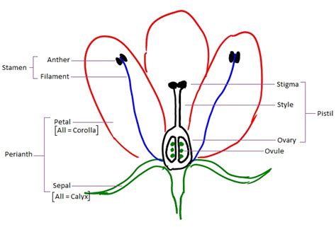 Diagram Of The Parts Of A Flower