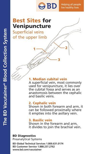 Best Sites for Venipuncture - BD