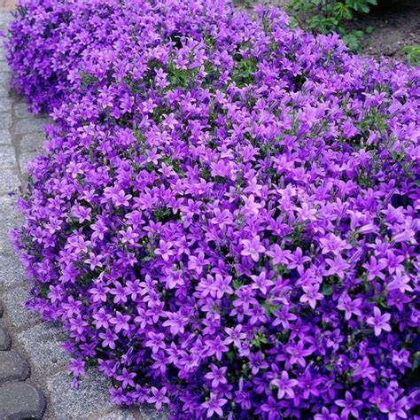 18 Best Flowering Ground Cover Plants | Balcony Garden Web