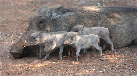 How cute are these baby warthogs?! - YouTube