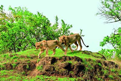 Lion Safari Park: Forest Dept To Set Up Lion Safari Park Near Diu | Ahmedabad News - Times of India