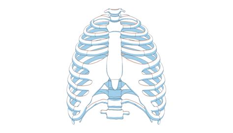 Chest Wall – Institute of Chest Surgery