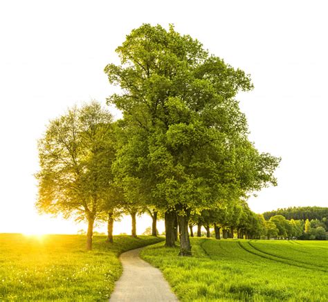 Free Images : tree, nature, woody plant, grass, grassland, field, sky, grove, meadow, sunlight ...