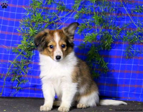 How Much Do Sheltie Puppies Cost