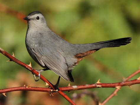 Gray Catbird - NestWatch