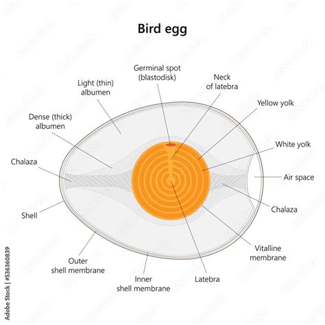 Bird egg structure. Vector illustration. Stock Vector | Adobe Stock