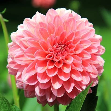 Giving your Garden a Touch of Pink Flowers - Blooming Anomaly