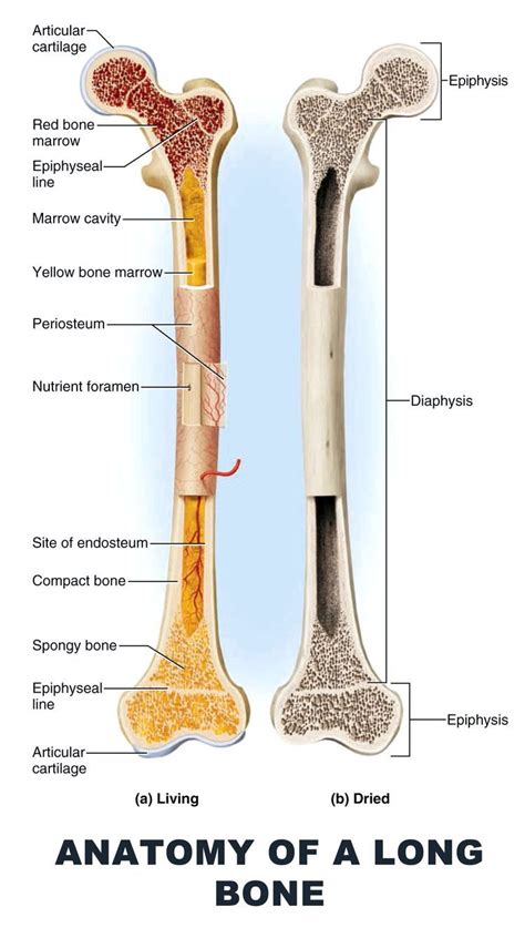 #Muscles #Anatomy & #Physiology #Health #Fitness #Training #Muscle # ...