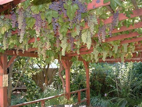 Hanging Grapes | Grape vine trellis, Grape arbor, Garden vines