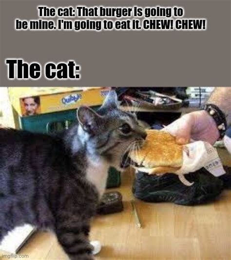 The cat and the burger - Imgflip