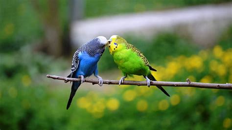 Two birds kissing, birds, kissing, two, sweet, HD wallpaper | Peakpx