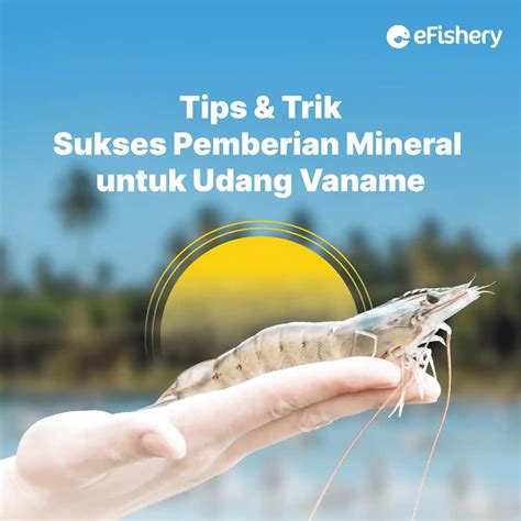 Tips & Trik Sukses Pemberian Mineral untuk Udang Vaname