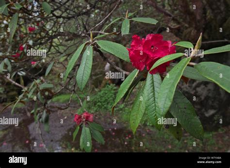 Rhododendron flower (Rhododendron sp) Mount Makalu, Mount Qomolangma ...