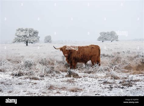 Scottish winter wildlife hi-res stock photography and images - Alamy