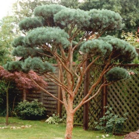Scots Pine Austrian (Pinus Sylvestris) 20 seeds