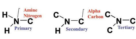 Organic Nitrogen Compounds III: Secondary and Tertiary Amines