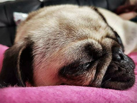 Sleepy pug | Pugs, Cute pugs, Pug photos