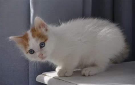 Turkish Van Cat - Breed Profile and Facts