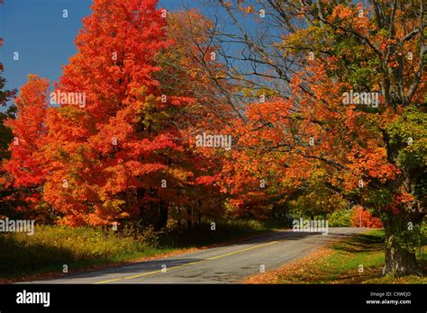 Red Maple trees on Heart Lake Road Caledon Ontario Canada in the Fall Stock Photo - Alamy