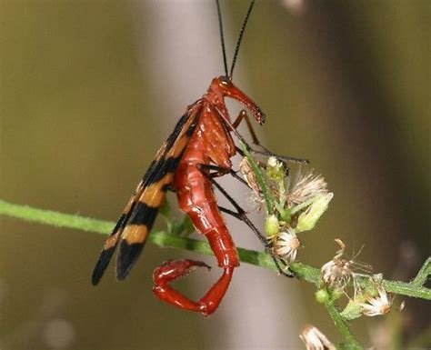 Scorpion fly male - Panorpa nuptialis - BugGuide.Net