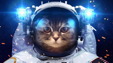 #cat #funny #spacesuit #space #light #4K #wallpaper #hdwallpaper # ...