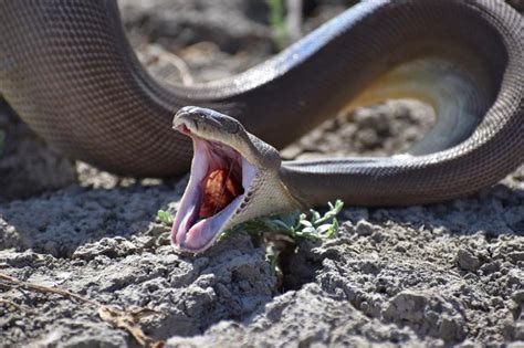 Momento en que serpiente pitón regurgita una presa inimaginable