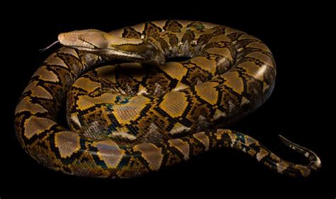 Reticulated Python | Reticulated python, Beautiful snakes, Python