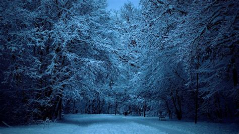 Winter Night Forest Wallpapers - Top Free Winter Night Forest Backgrounds - WallpaperAccess