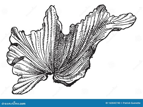 Sea Lettuce Ulva Lactuca , Edible Seaweed Cartoon Vector ...