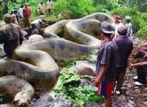 What is the largest size anaconda ever found on the earth? - Discover animal