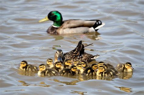 Mallard Ducklings — Stock Photo © brm1949 #10377883