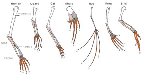 2.5 How do we know evolution has occurred? Comparative anatomy. – The ...