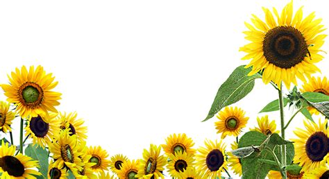 Desktop Wallpaper Common sunflower Clip art - sunflower oil png ...