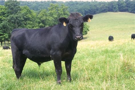 File:Angus cattle 24.jpg