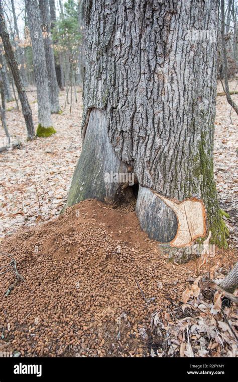 Porcupine poop piled at the base of a forest tree in Minnesota in the U.S Stock Photo - Alamy