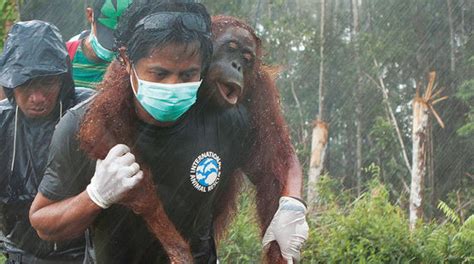 Orangutans – victims of 'sustainable' palm oil | Global Justice Ecology Project