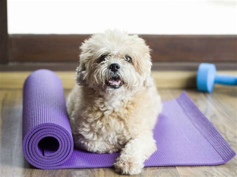 Dog Yoga: Everything you need to know - PitPat