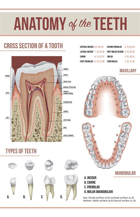 Check out this @Behance project: "Tooth Anatomy Poster" https://www ...