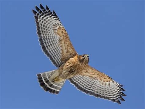 Hawks | Carleton Green Community Primary School