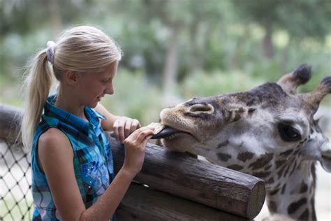 Giraffe Feeding Experience | Brevard Zoo