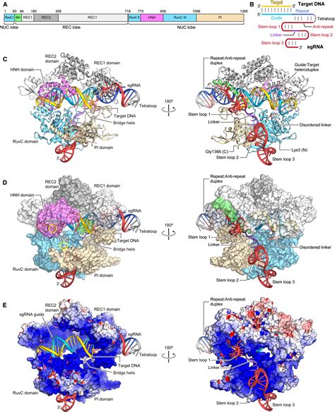 Crystal Structure of Cas9 in Complex with Guide RNA and Target DNA: Cell