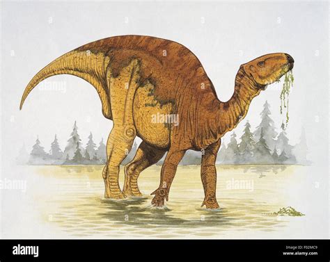 Palaeozoology - Cretaceous Period - Dinosaurs - Probactrosaurus (art ...