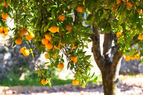 Fruitbomen bemesten: Hoe, wanneer en met wat? - Agri World